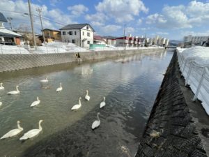 雪解けの3月青森市河川の白鳥